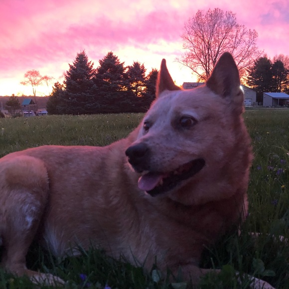 Meet your Posher, Elizabeth - Picture 6 of 6